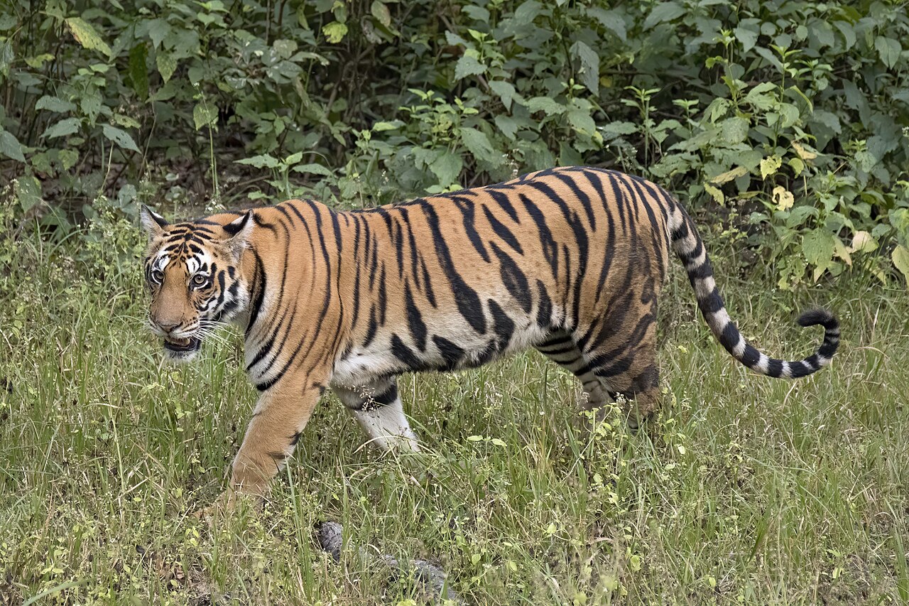 Golden Triangle with Ranthambore Safari